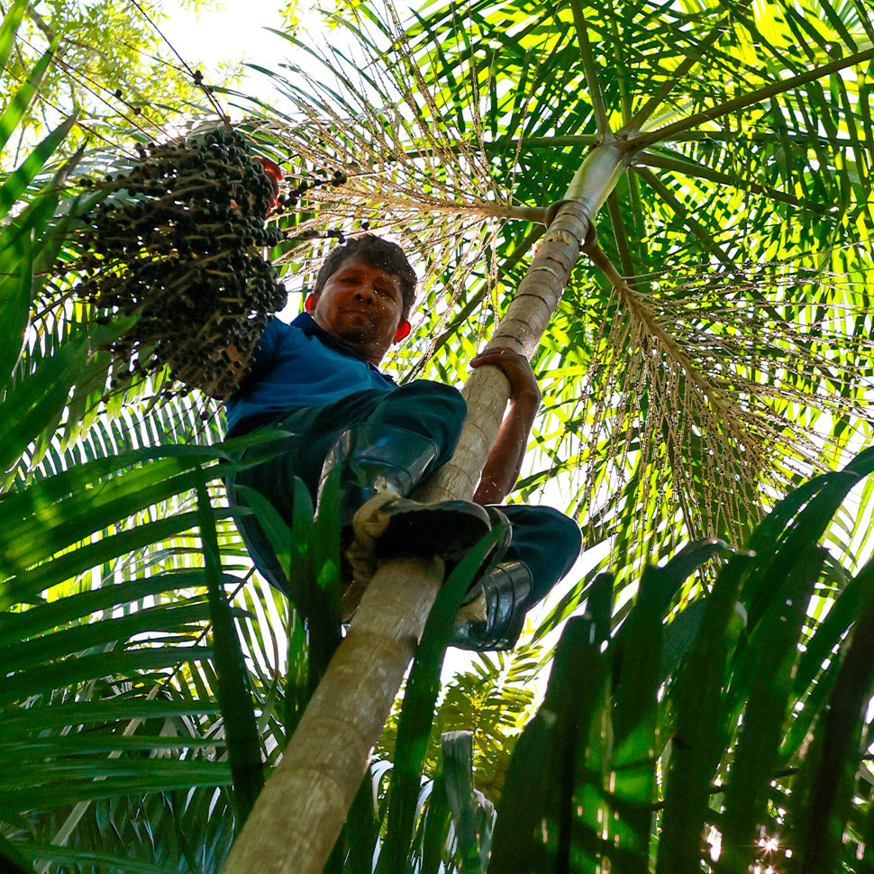 Great for your skin and Amazon Forest’s regenerationThe açaí harvest is one of the most anticipated times of joy and celebration for Amazonian communities. It boosts the income of 368 families and contributes to the forest’s conservation and the regeneration of degraded areas.